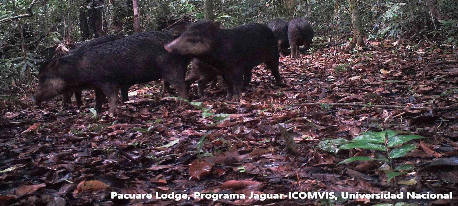 Ecología de especies y ecosistemas